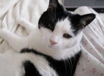Willow on bed.jpg