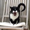 Kitty