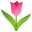 :tulip:
